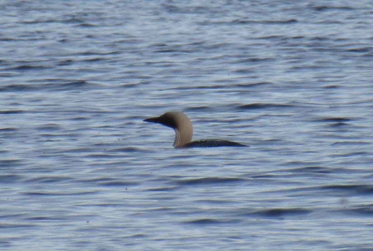 Arctic Loon - ML163896611