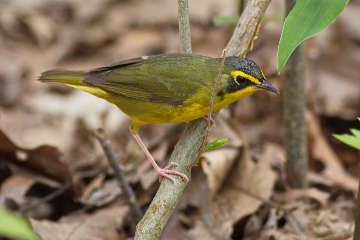 Kentucky Warbler - ML163897641