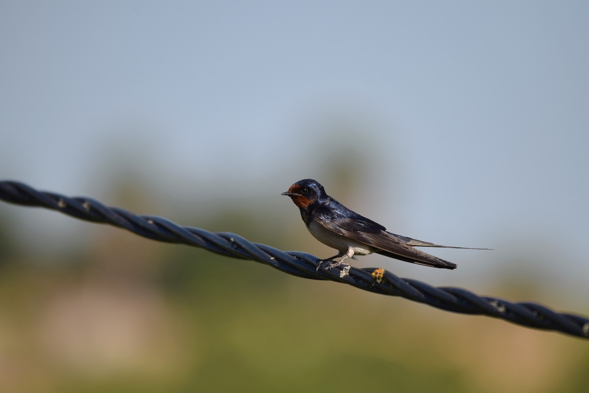 Barn Swallow - Luís Santos