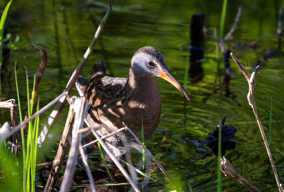 Virginia Rail - ML163899161