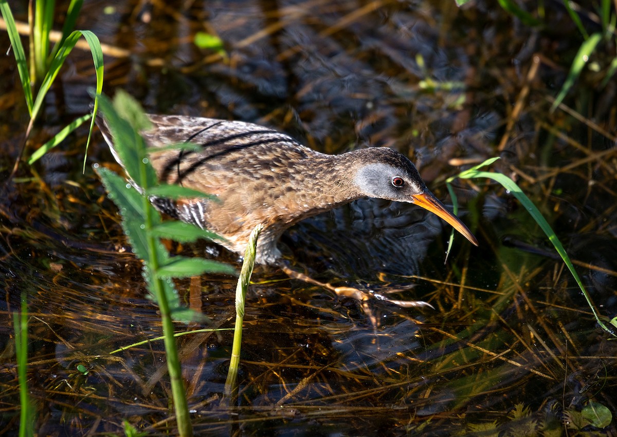 Virginia Rail - ML163899171