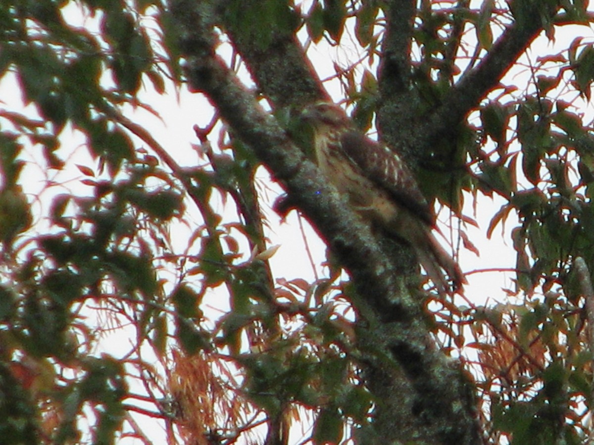 Broad-winged Hawk - ML163899451