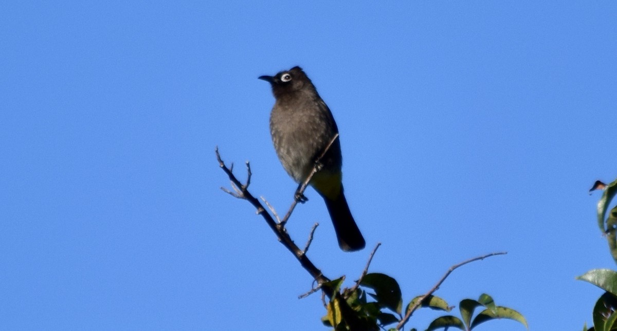 Cape Bulbul - ML163900231