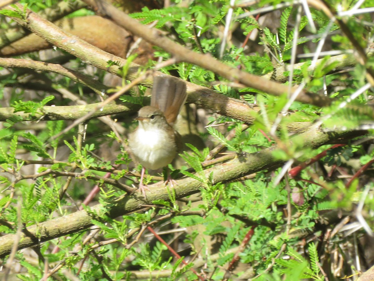 Cetti's Warbler - ML163900811