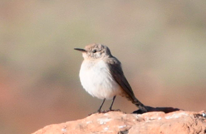 Rock Wren - ML163900931