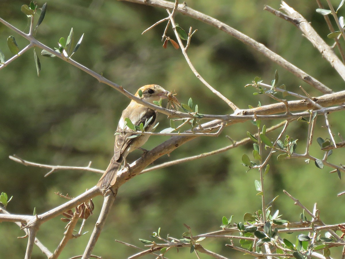 Woodchat Shrike (Western) - ML163900971