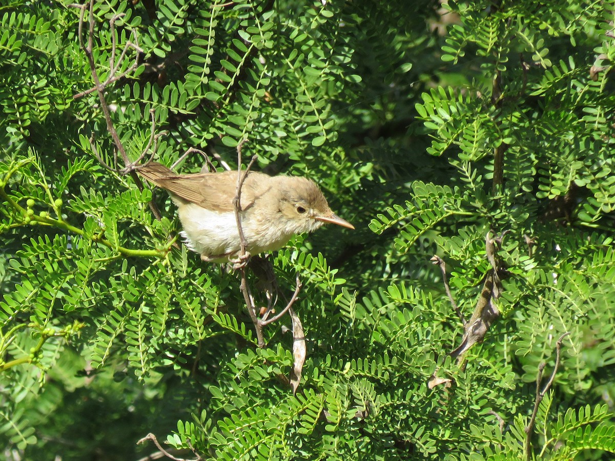 Western Olivaceous Warbler - ML163900981