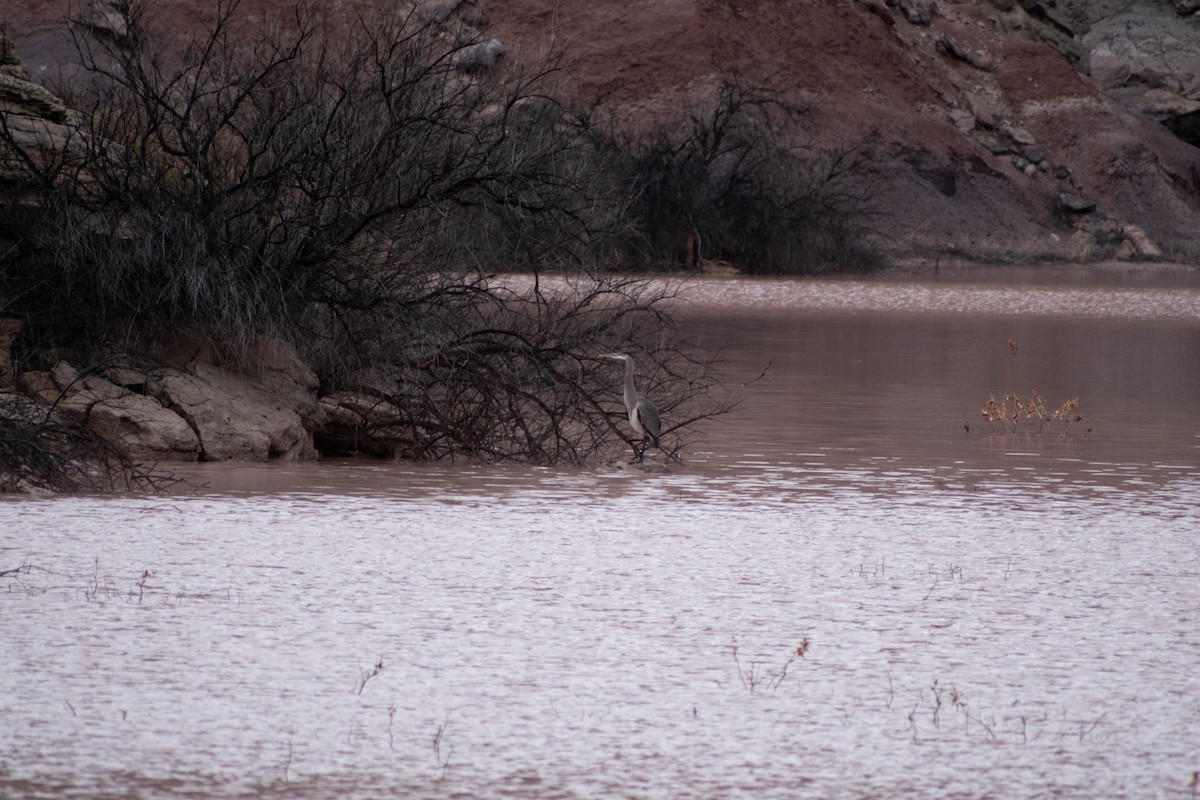 Great Blue Heron - ML163901231