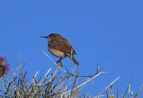 Rock Wren - ML163901361