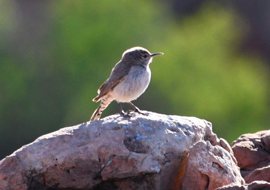 Rock Wren - ML163901671