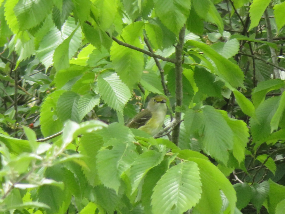 Vireo Ojiblanco - ML163902071