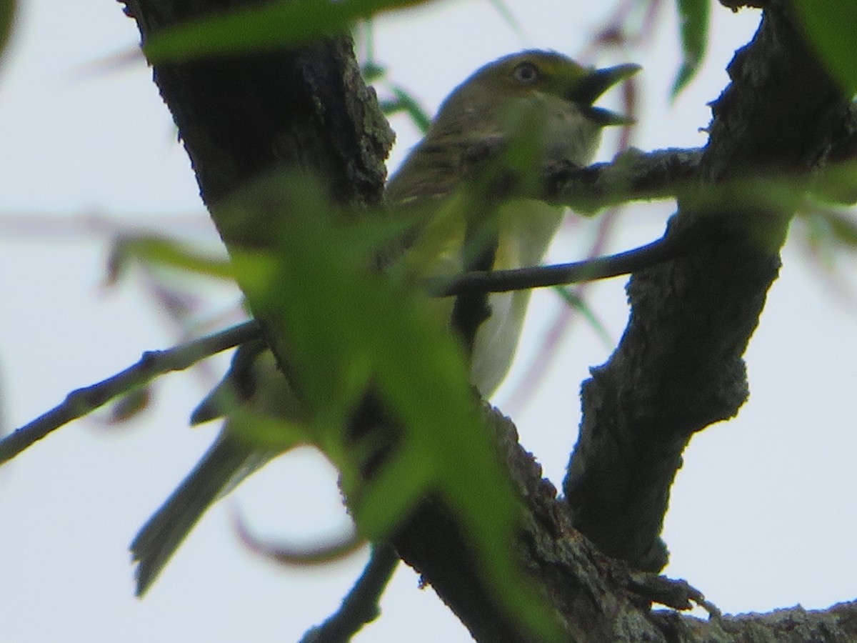 White-eyed Vireo - ML163902081