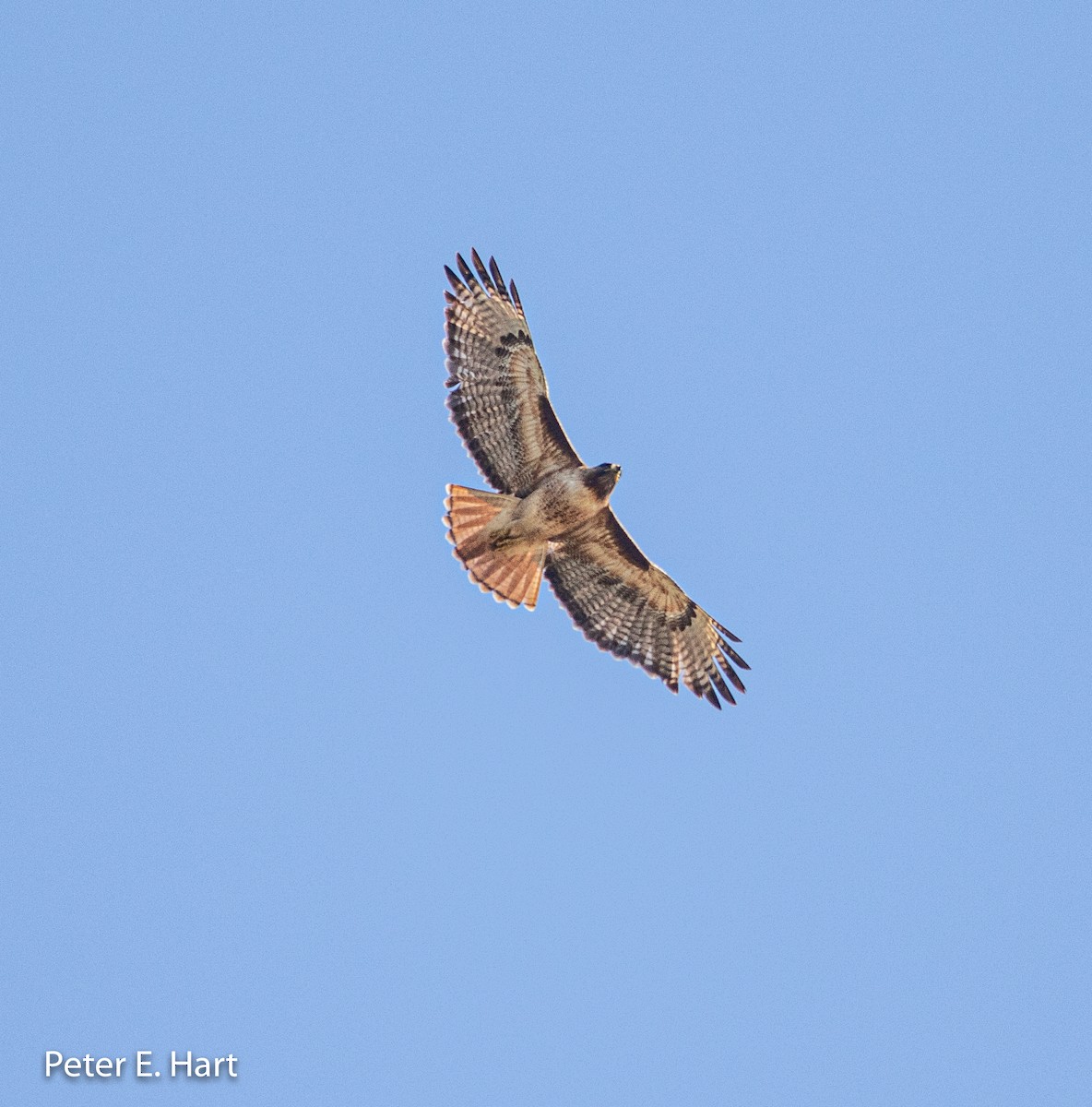 Red-tailed Hawk - ML163902151