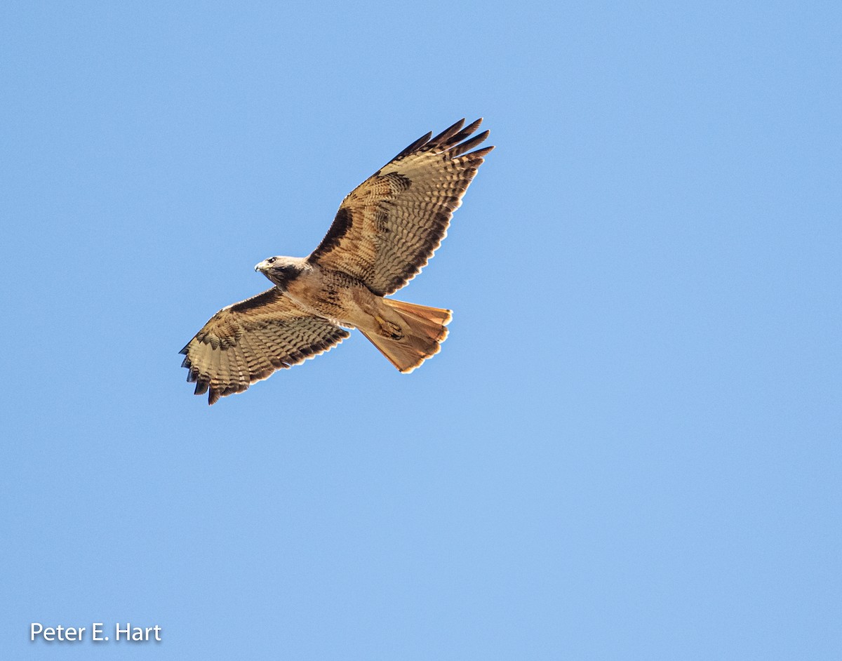 Red-tailed Hawk - ML163902211