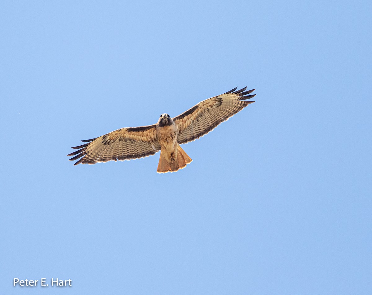 Red-tailed Hawk - ML163902221