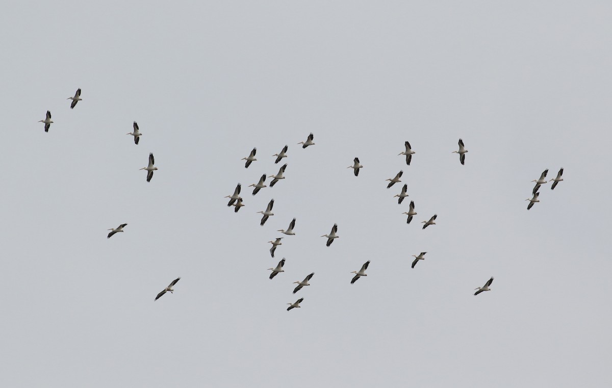 American White Pelican - ML163902301