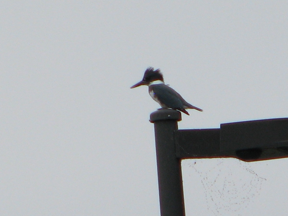 Belted Kingfisher - ML163903711