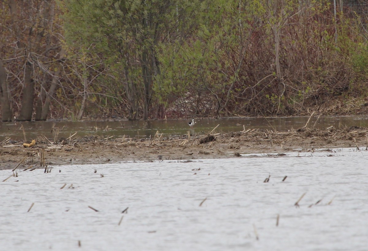 Black-necked Stilt - ML163903781