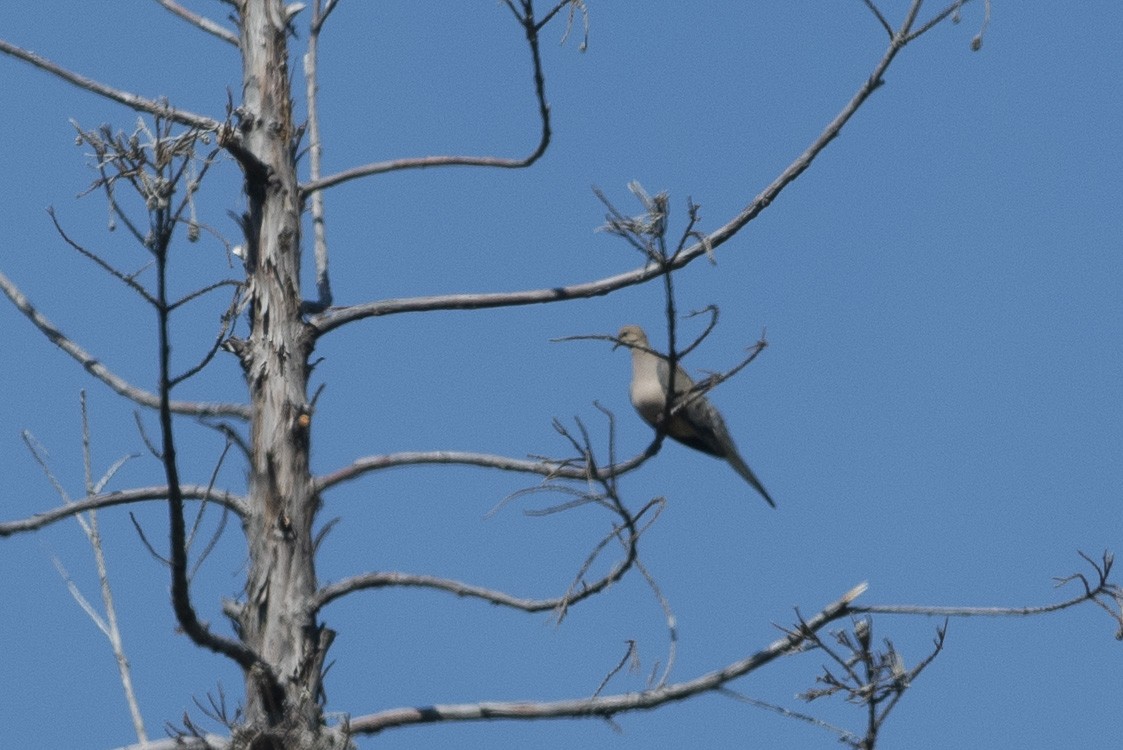 Mourning Dove - ML163904181