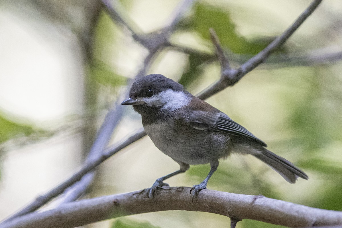 Chestnut-backed Chickadee - Jared Keyes