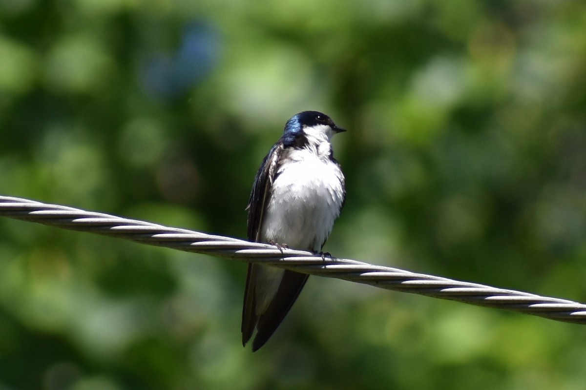 Tree Swallow - ML163904231