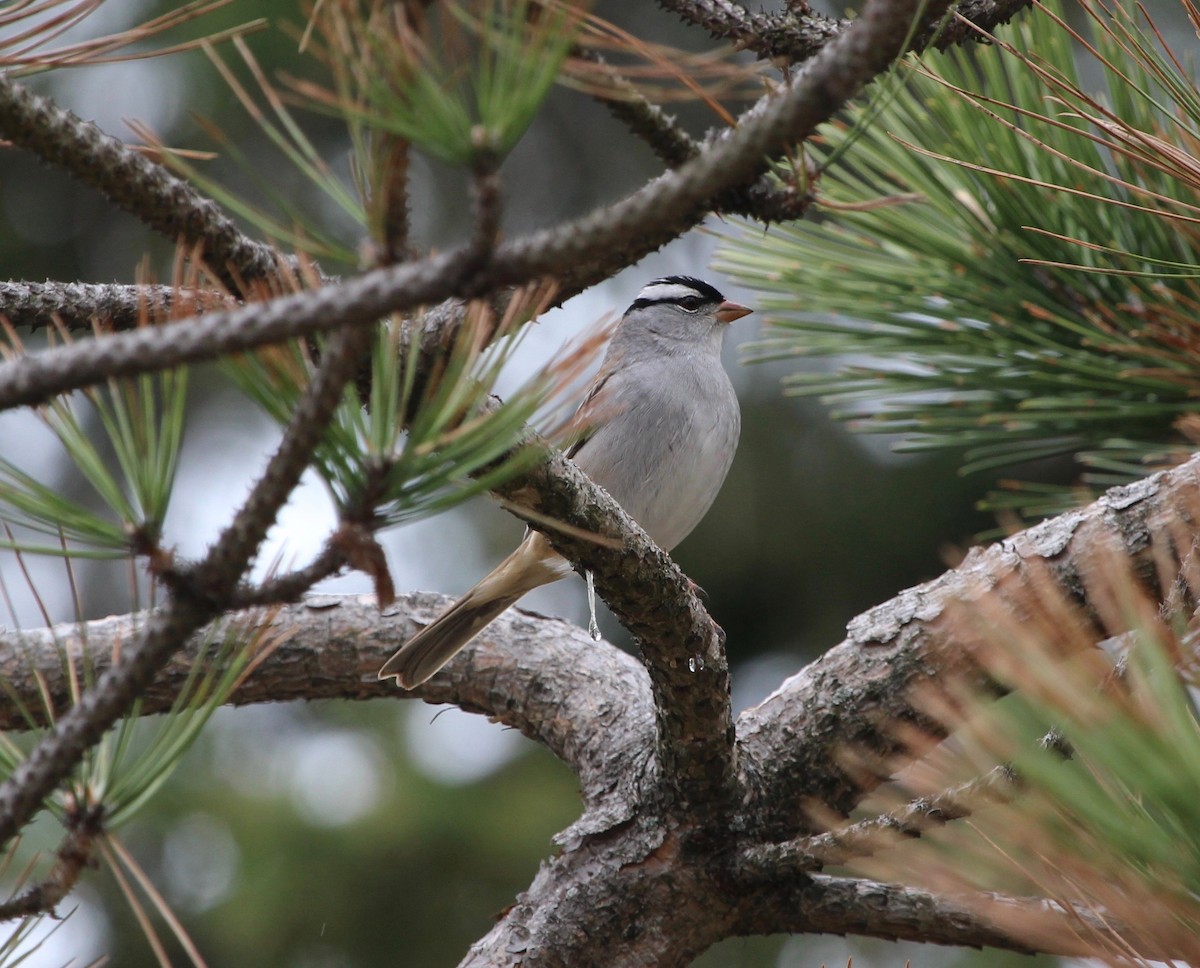 White-crowned Sparrow - ML163904321