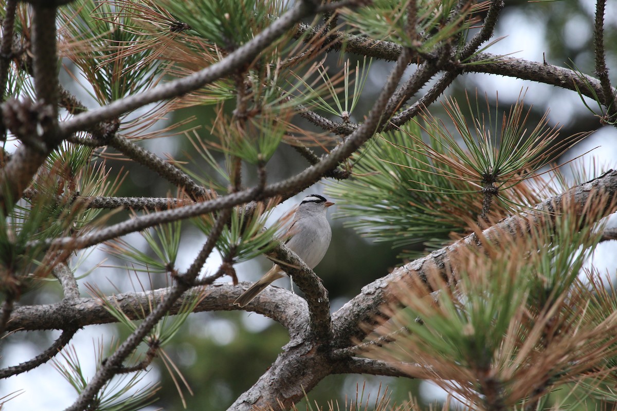 White-crowned Sparrow - ML163904351