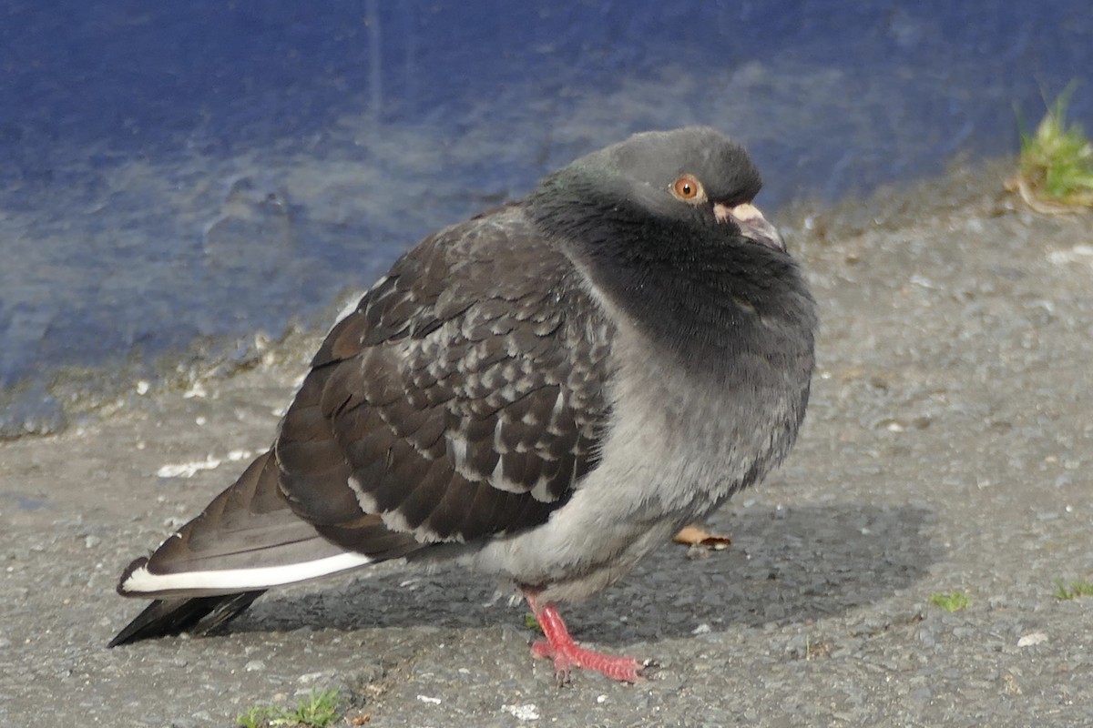 Сизый голубь (Одомашненного типа) - ML163907381