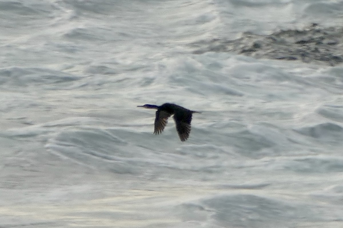 European Shag - Peter Kaestner