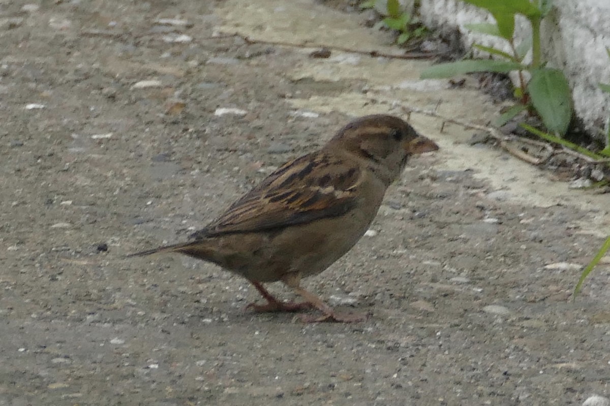 House Sparrow - ML163908111