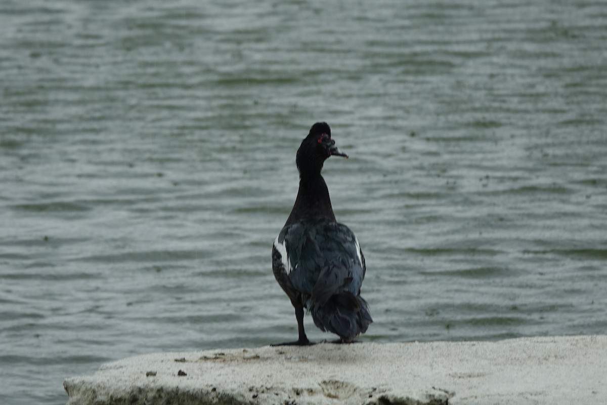 Muscovy Duck - ML163909011