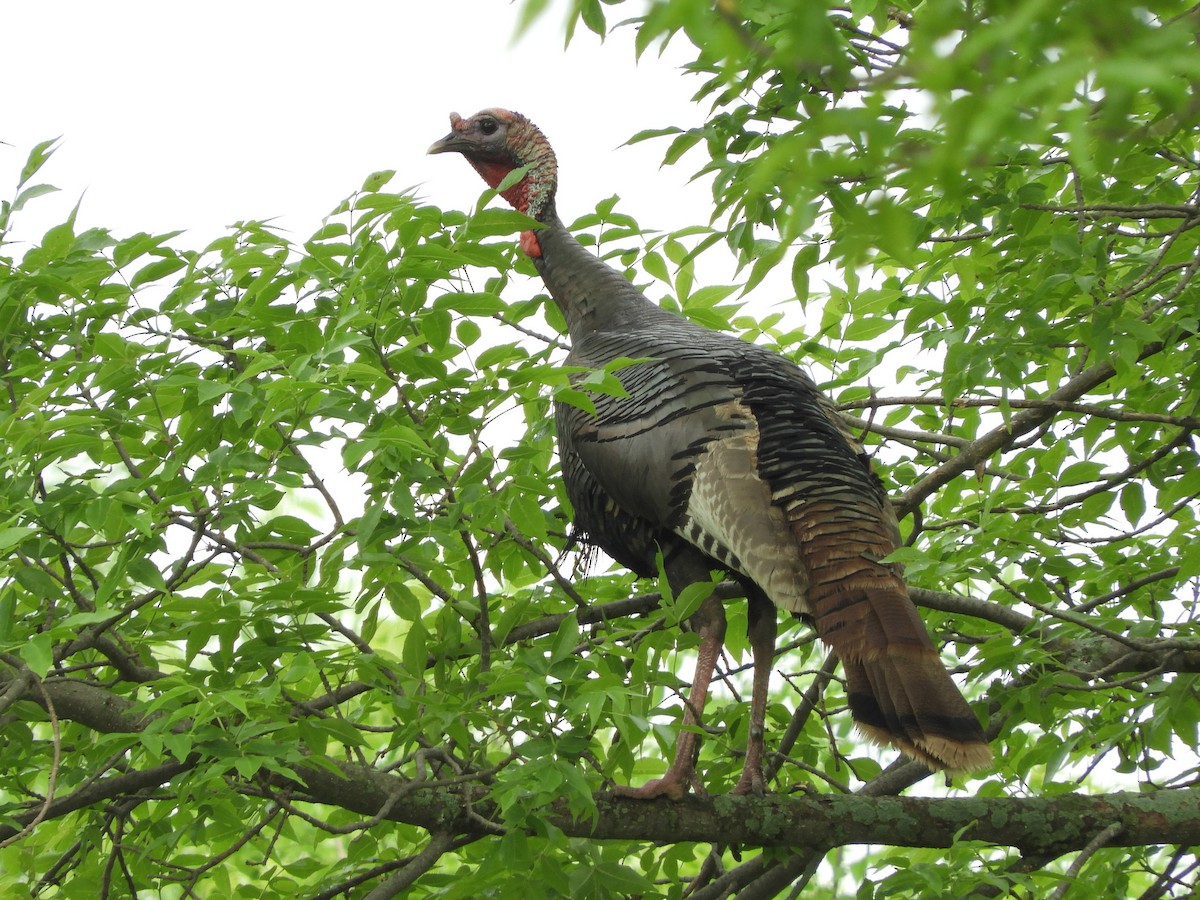 Wild Turkey - Paul Suchanek