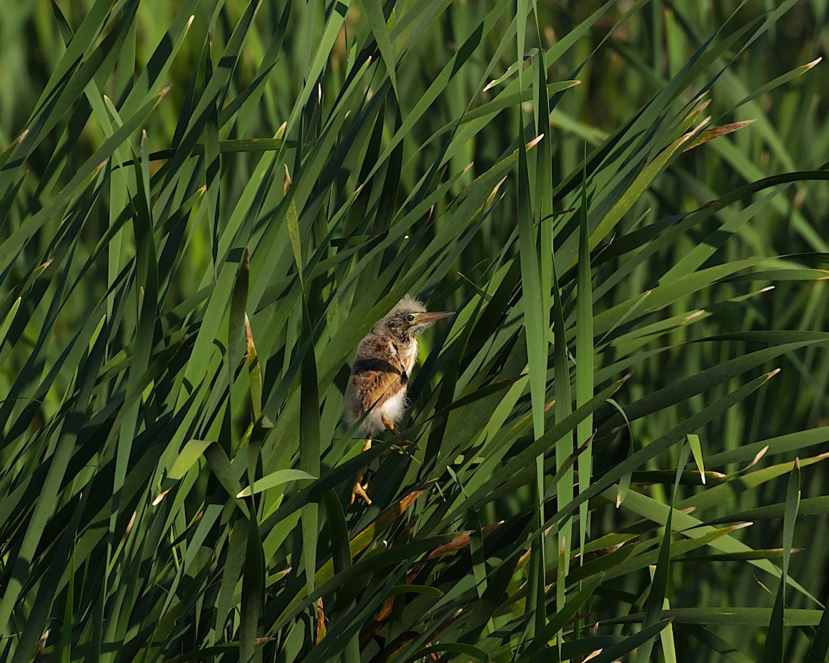 Least Bittern - ML163910761