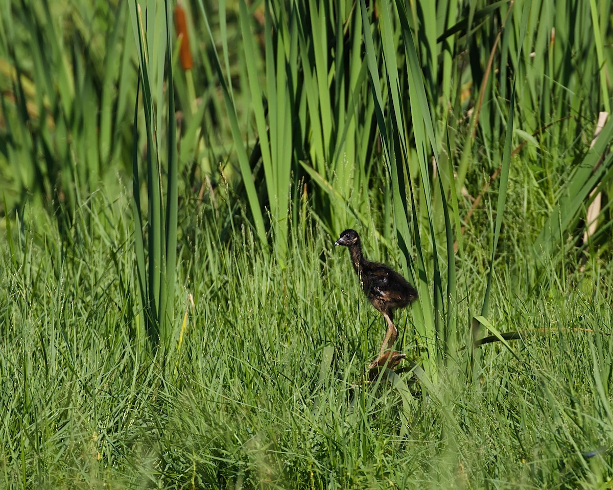 Purple Gallinule - ML163910961