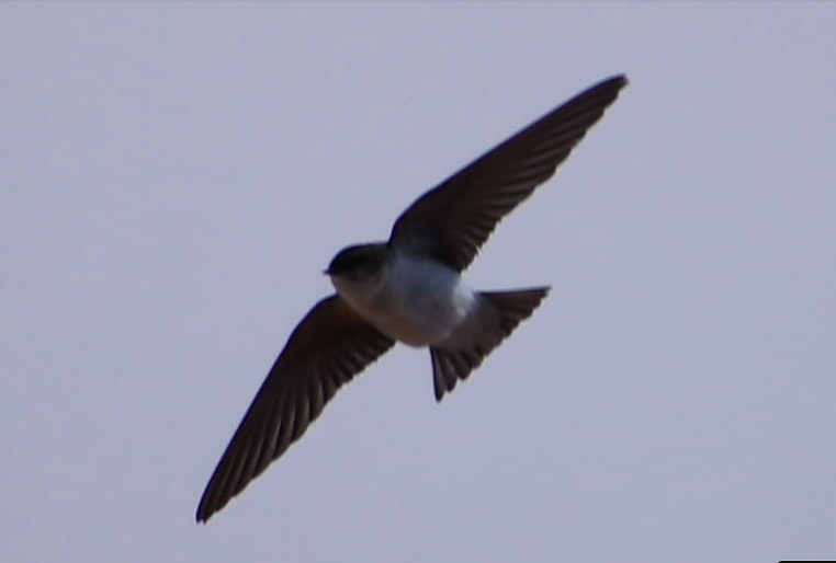 Cliff Swallow - ML163911761