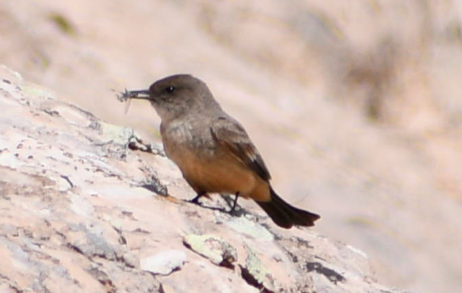 Say's Phoebe - ML163912161