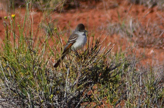 Ash-throated Flycatcher - ML163912271