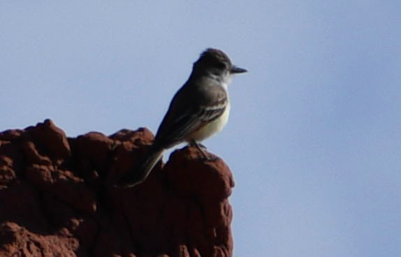 Ash-throated Flycatcher - ML163912361