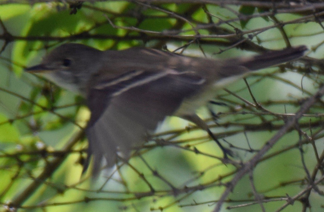 Willow Flycatcher - MiMi Hoffmaster 🦩👀👂