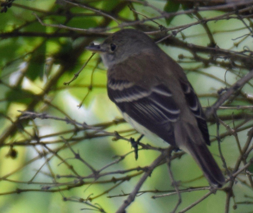 Willow Flycatcher - ML163913531