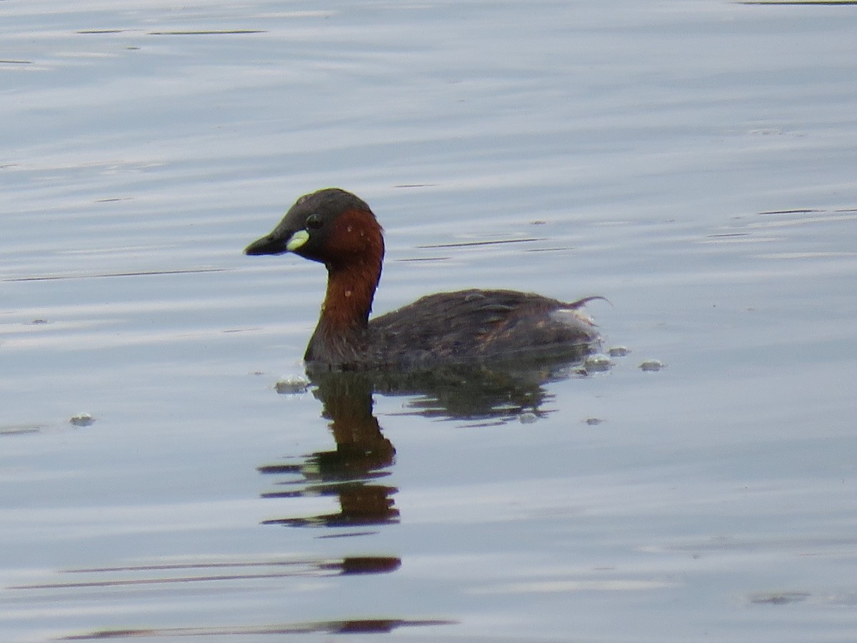 Little Grebe - ML163914331