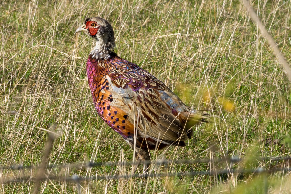Ring-necked Pheasant - ML163914421