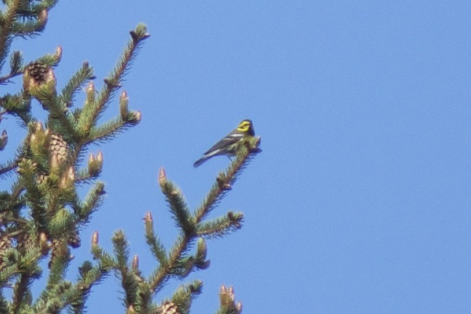 Townsend's Warbler - ML163916171