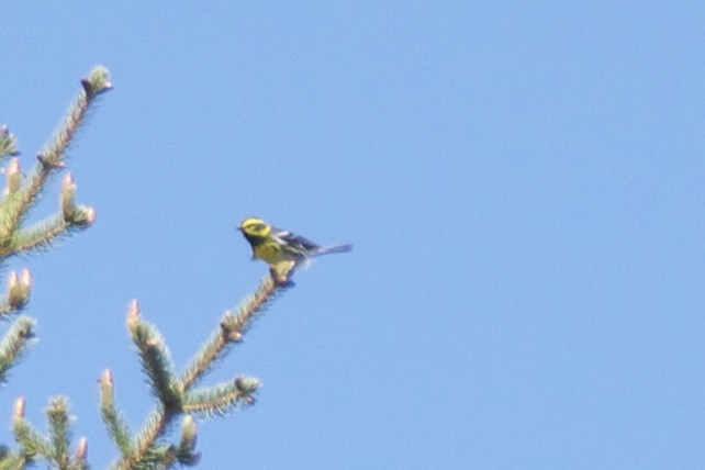 Townsend's Warbler - ML163916191