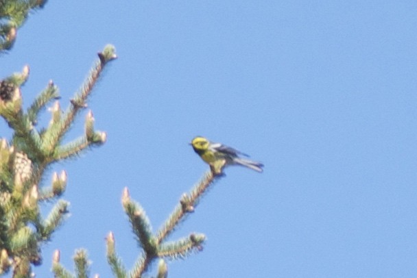 Townsend's Warbler - ML163916201