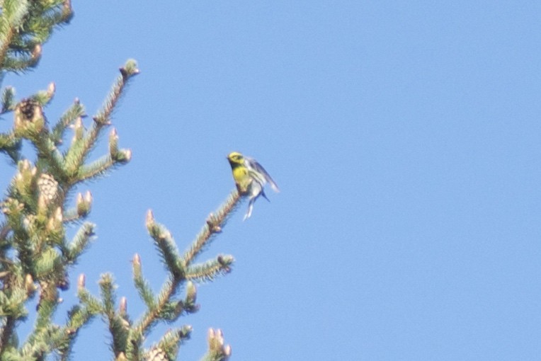 Townsend's Warbler - ML163916211