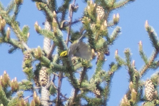 Townsend's Warbler - ML163916221