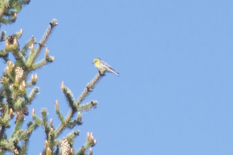 Townsend's Warbler - ML163916231