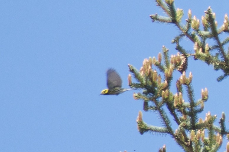 Townsend's Warbler - ML163916241