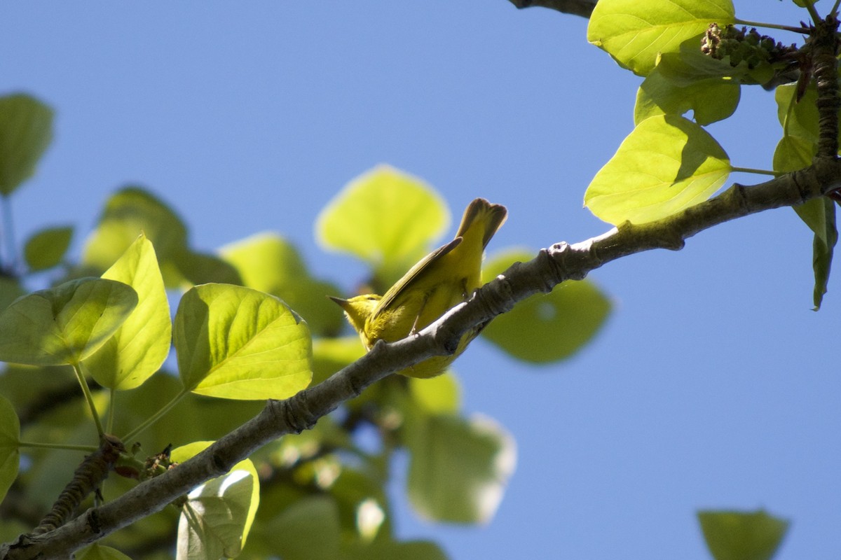 Paruline jaune - ML163916611